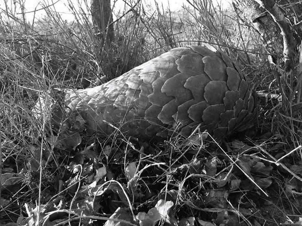 Pangolin