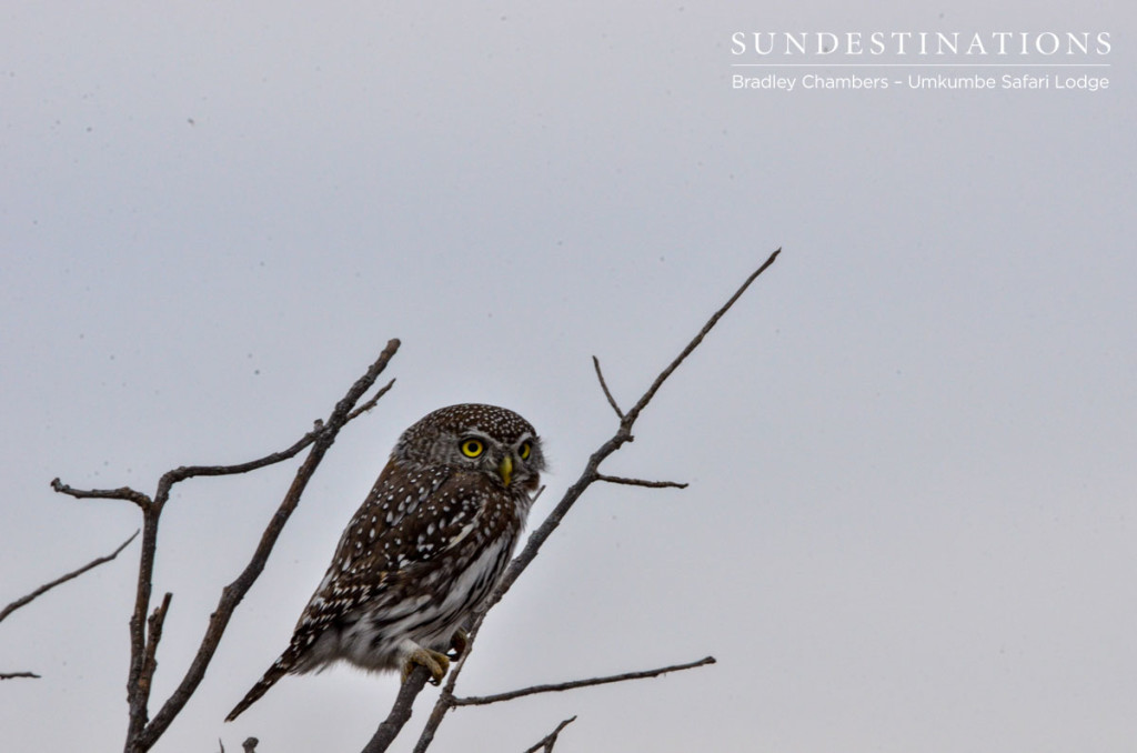 Pearl Spotted Owlet