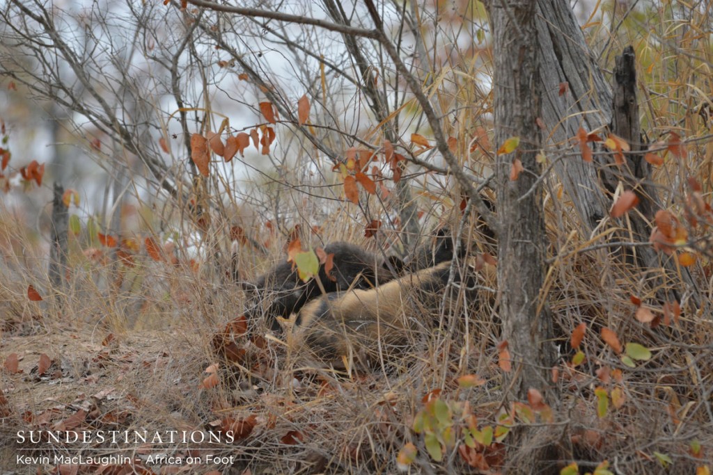 Wild Dog Pups