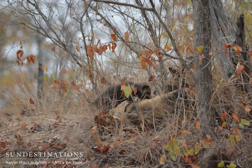 Wild Dog Puppies