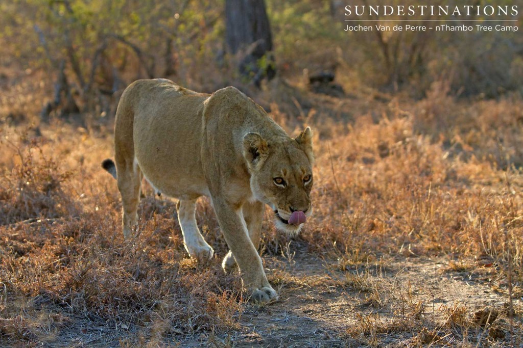 Full belly for this Ross lioness