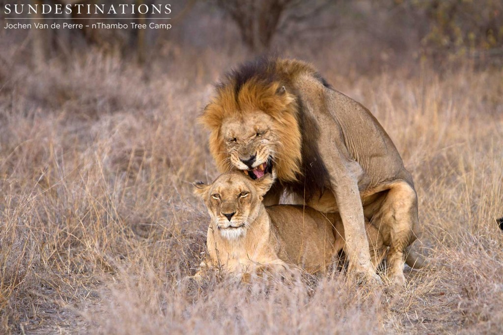 Klaserie lions mating