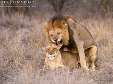 These two certainly seem to like each other (although there’s not much to be said for monogamy in the animal world), and we are getting quite used to seeing the big cats of the Klaserie working on growing their families! This male from the Trilogy coalition – identified by his particularly scarred nose – has […]