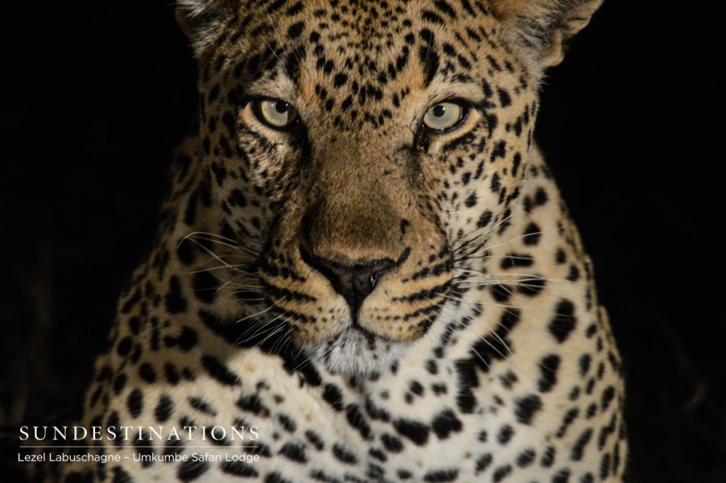 Bicycle Crossing Leopard