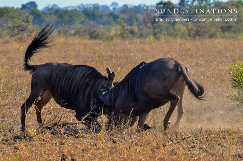 Wildebeest Fighting