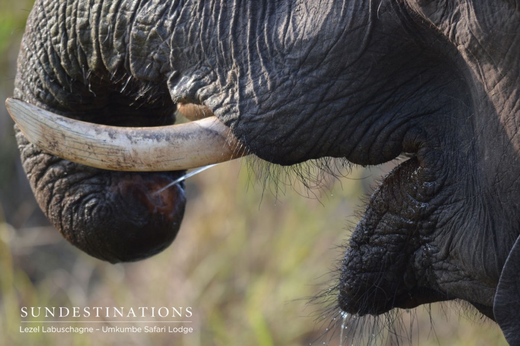 Elephant Drinking