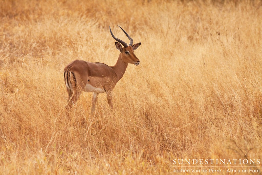 Impala