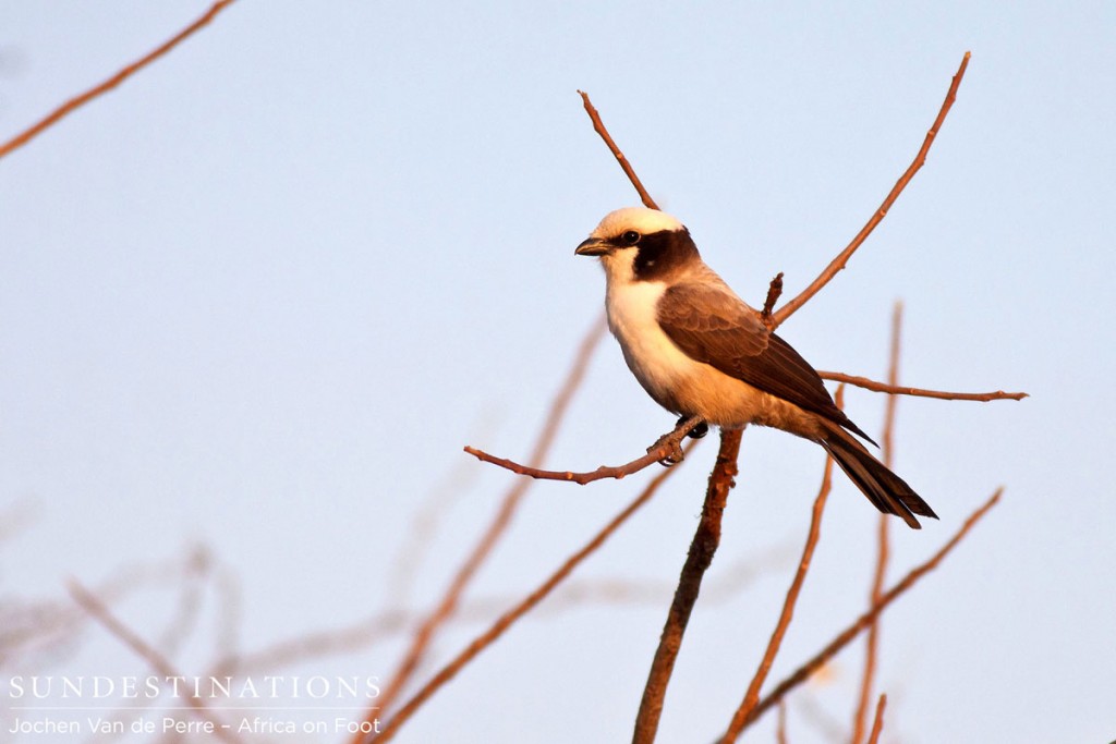 Southern white-crowned shrike