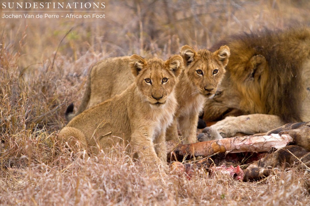 Hercules lion cubs