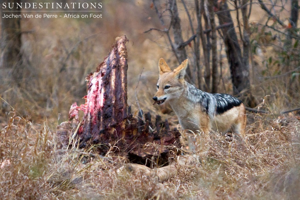 Side-striped jackal