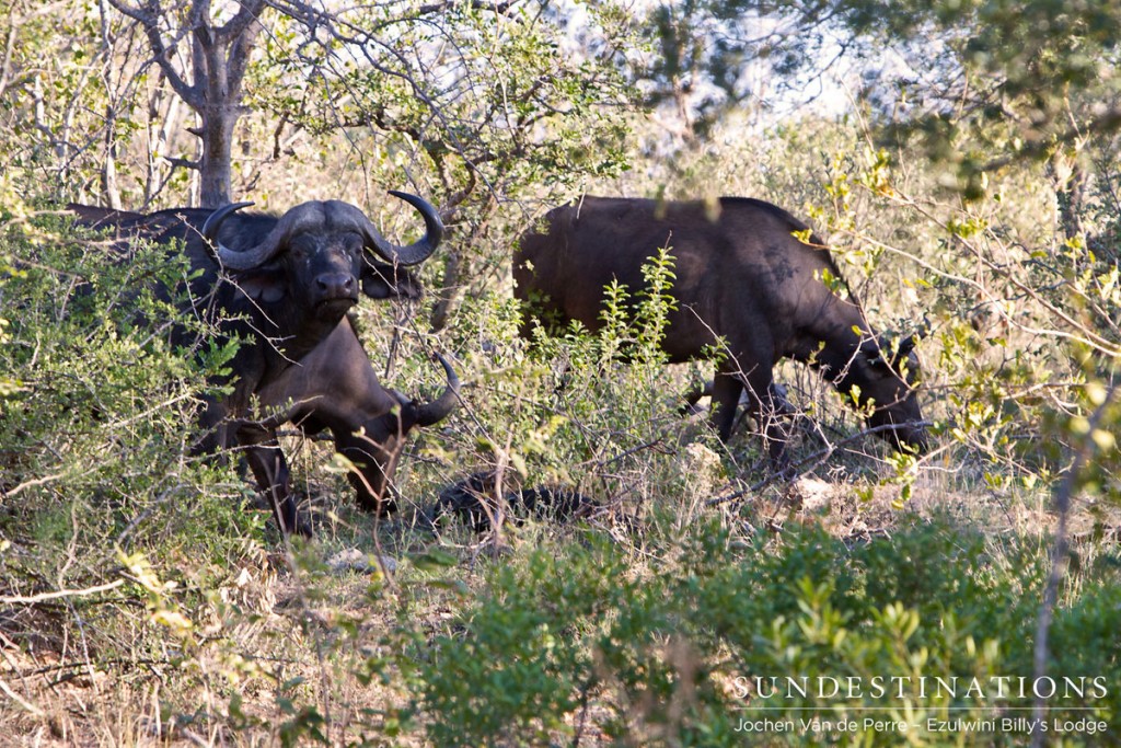 Buffalo Herd