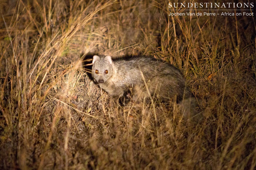 White-tailed mongoose