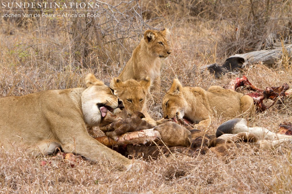 Hercules lion cubs