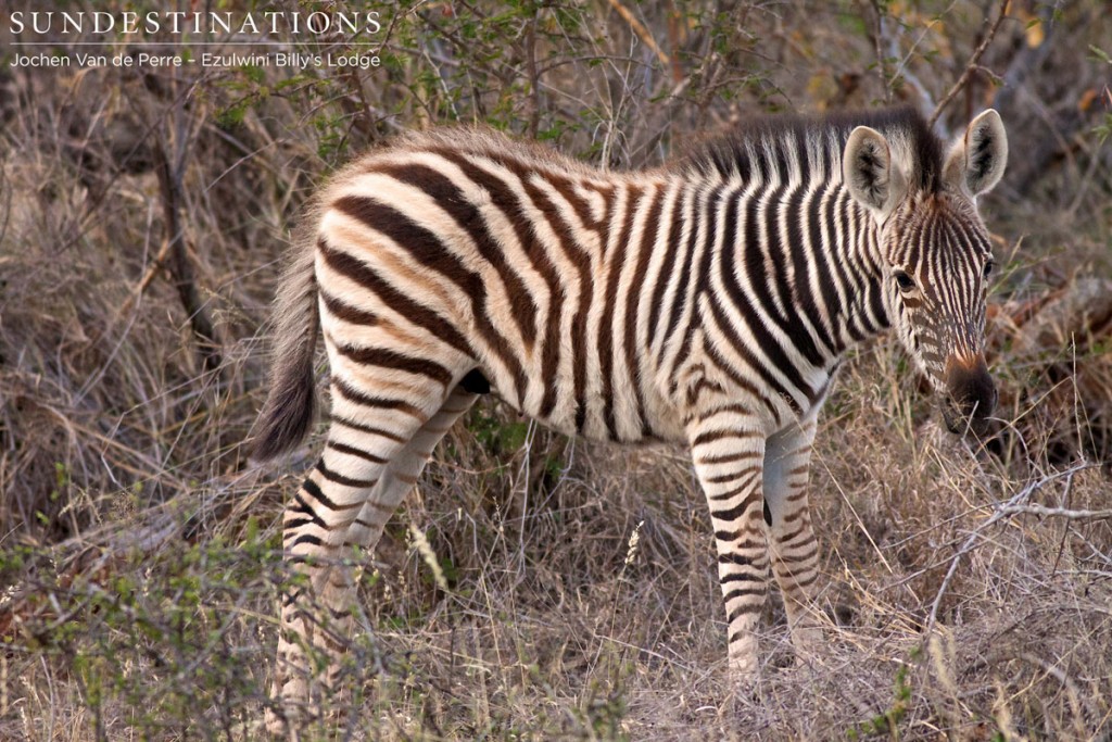 Zebra calf still covered in fluff.