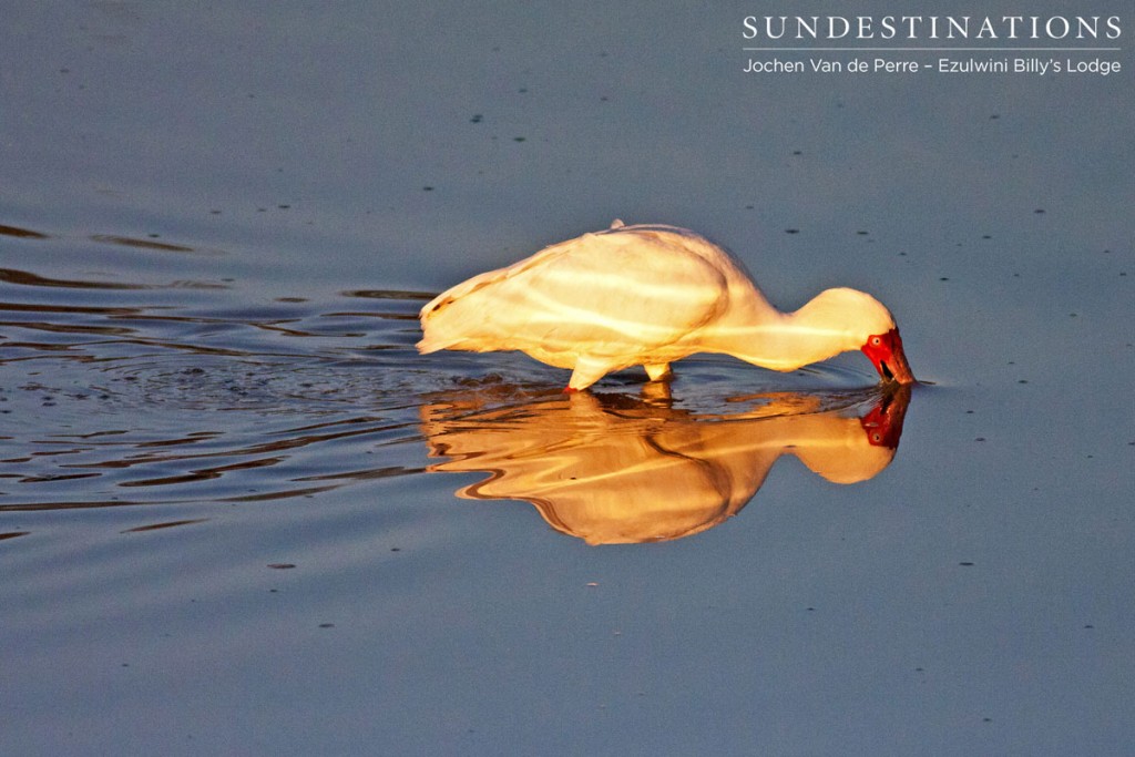 African Spoonbill