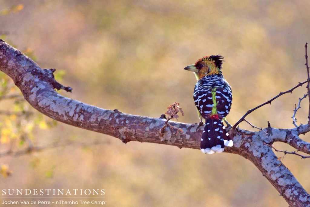 Crested Barbet