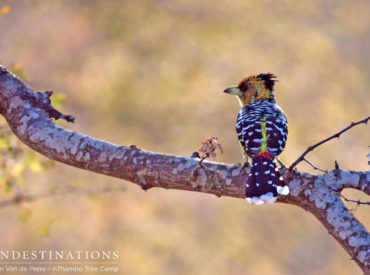 The week in pics is always dominated by big cat sightings. This is because we enjoy prolific leopard, lion and cheetah sightings at our camps. It’s hard not to post photos of the big cats; but this week we want to mix it up and celebrate the smaller creatures of the Kruger. However, we do […]