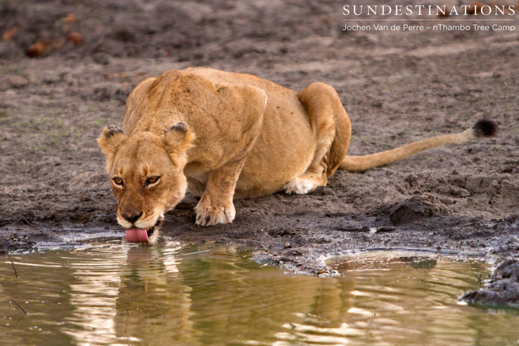 Ross Pride Lioness