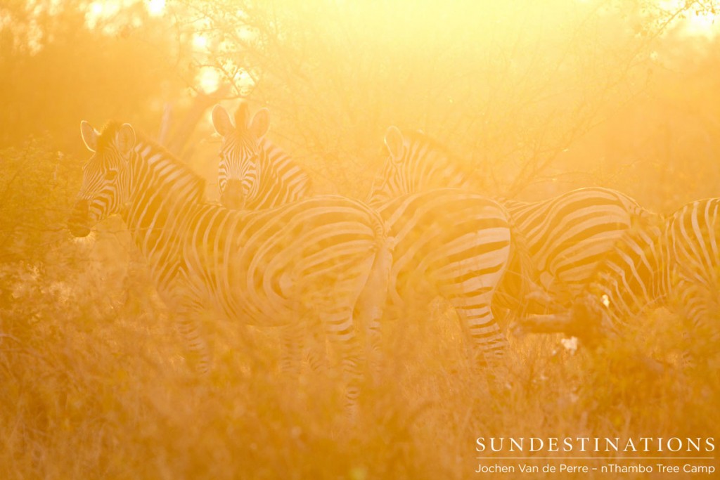 Zebra Sunset