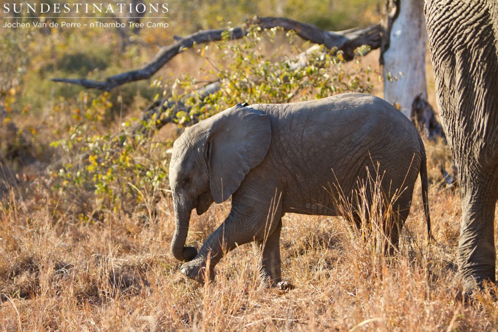 Elephant Calf