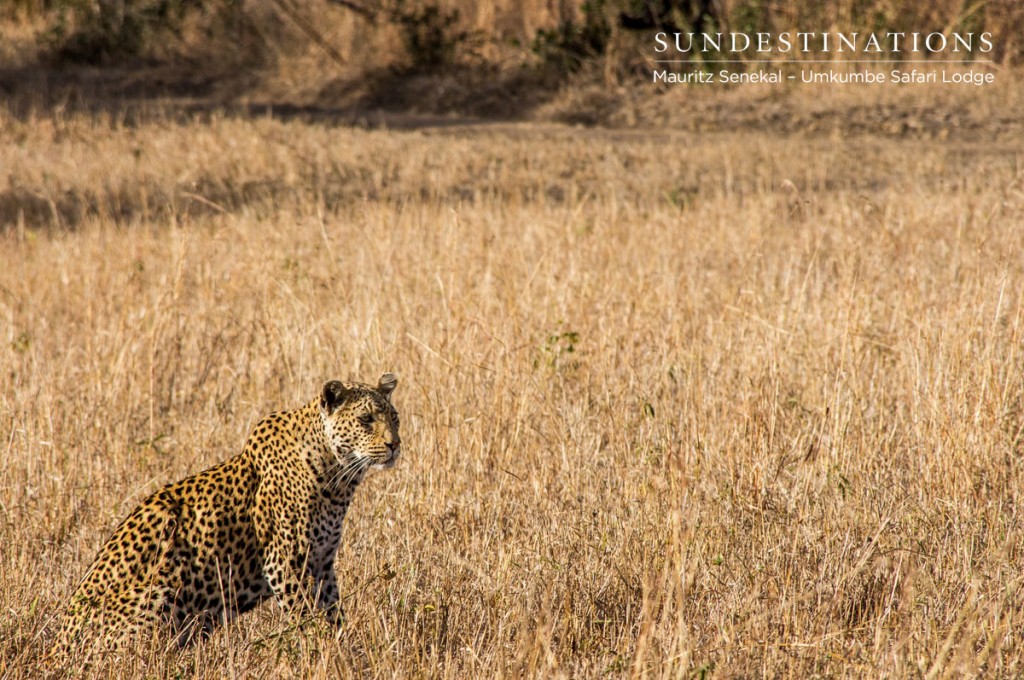 White Dam Leopard