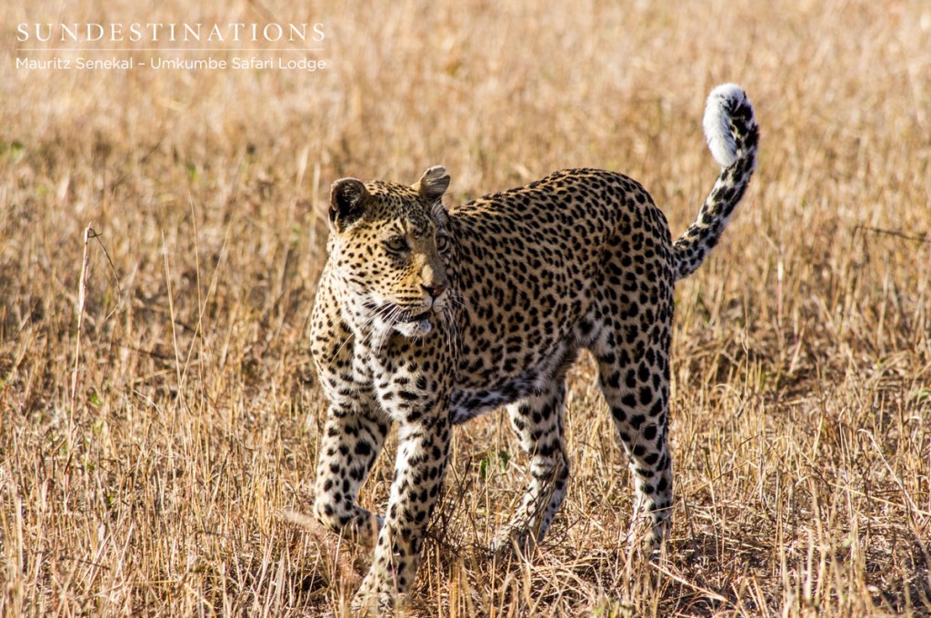 Leopard - White Dam