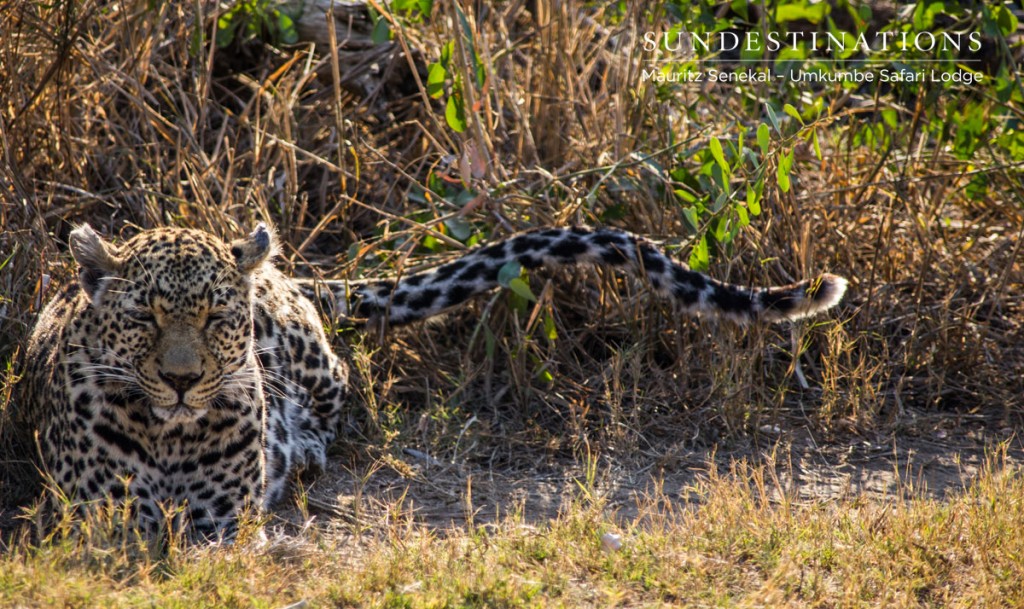 White Dam Leopard