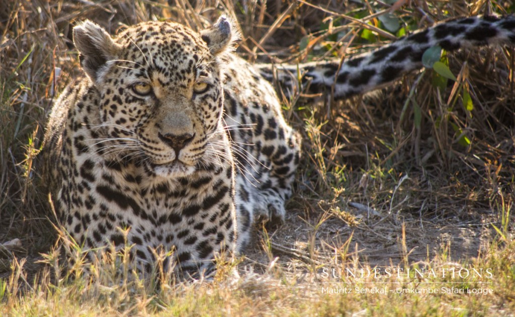 White Dam, the female leopard.