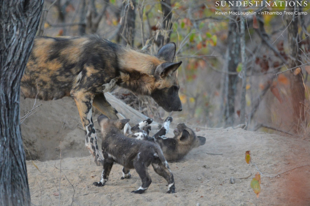 Adult wild dog pups