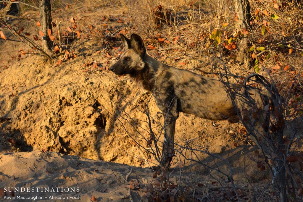 Wild dog den guard