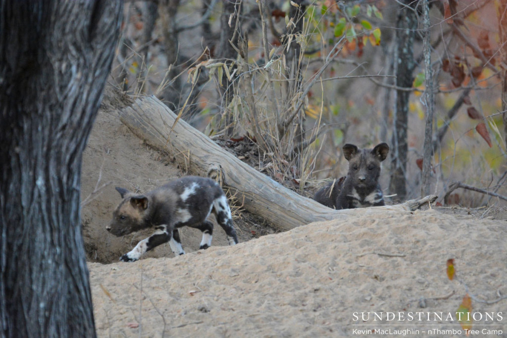 nThambo Wild Dogs