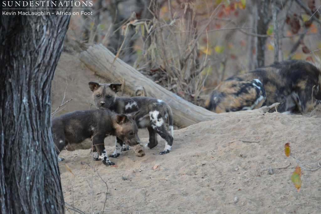 Pups Wild Dogs