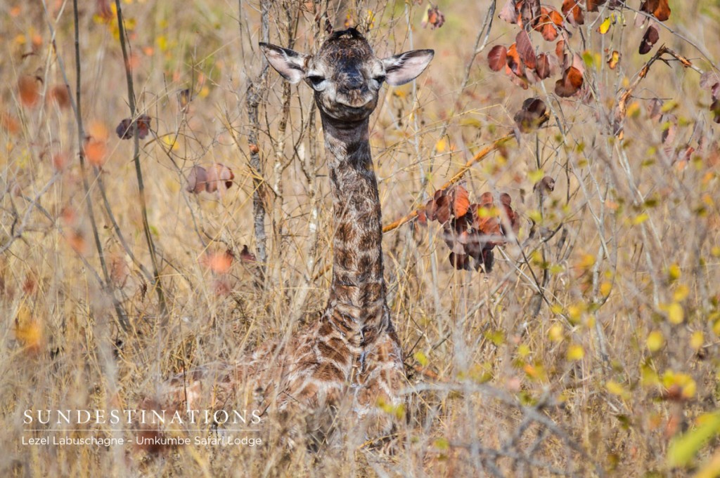 Newborn Giraffe