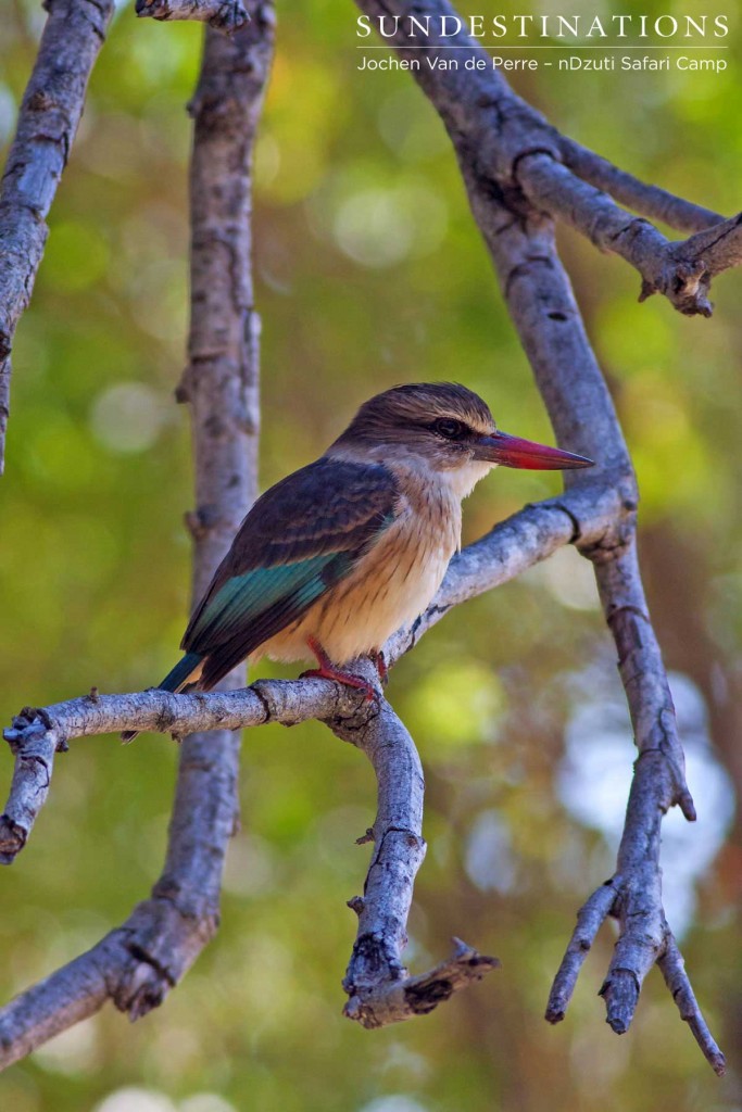 Brown-hooded kingfisher