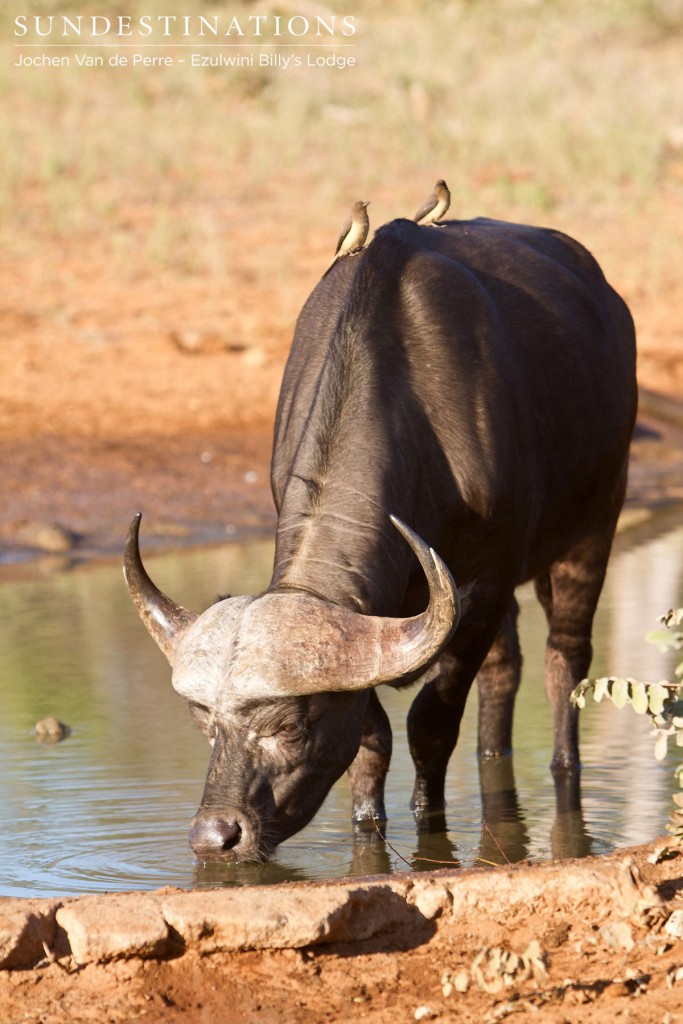 Buffalo & Oxpeckers