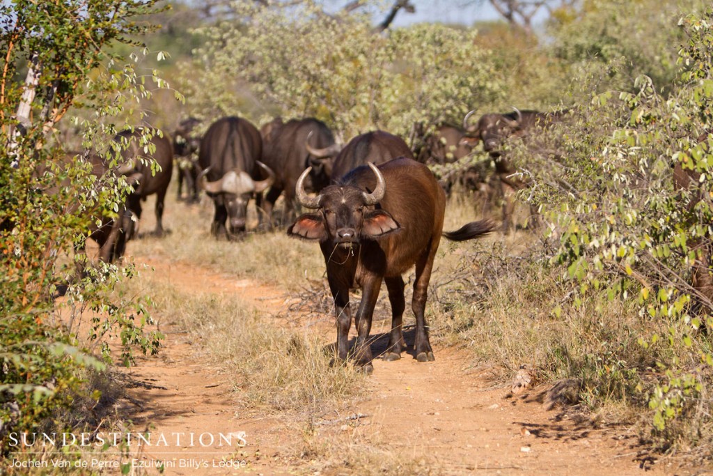 Ezulwini Buffalo Herd