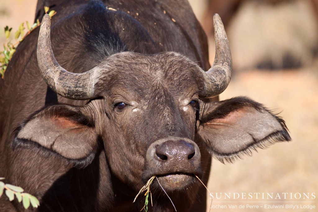 Buffalo portrait