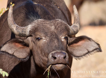 The Cape buffalo is often referred to as the “mafia” of the animal kingdom because of its steely gaze and unnerving demeanor that makes you squirm in your seat. They are the debt collectors of the Kruger, the strong silent types who aren’t fond of those interrupting their daily routine. And they’re one of the […]