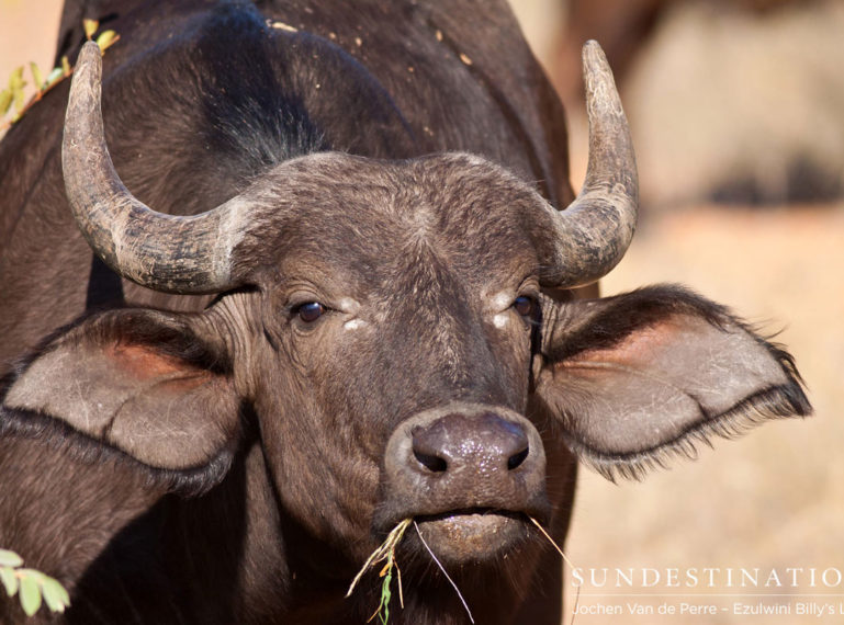 10 Facts Cape Buffalo