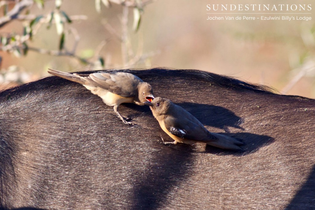 Oxpeckers on Buffalo