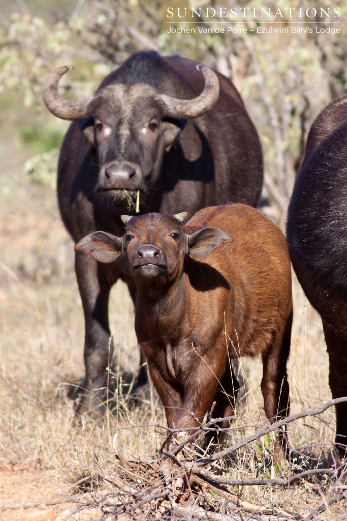 Young Buffalo