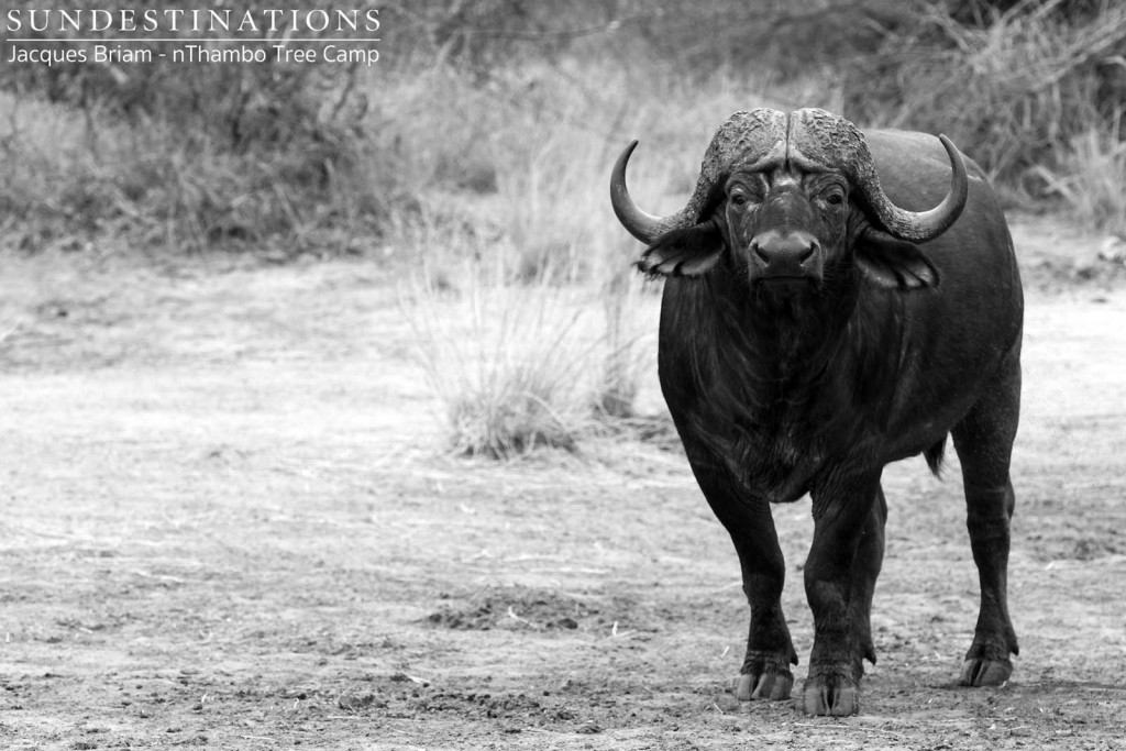 Black and white buffalo