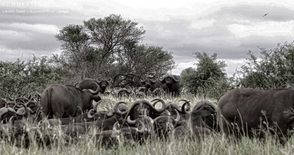 Buffalo herd in Balule