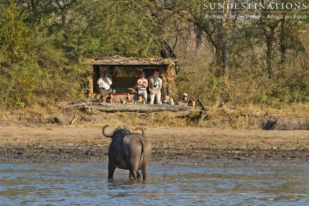 Buffalo glances at guests in hide