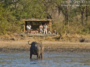 The Klaserie Private Nature Reserve is a buffalo hotspot and usually when we spot a couple, there are hundreds more just out of sight. That was the case on this particular morning on an Africa on Foot walking safari when guide, Greg, led his guests to Twala Dam just before a big herd of buffalo arrived […]