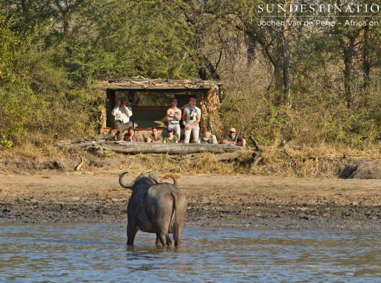 In the middle of a buffalo herd at Africa on Foot