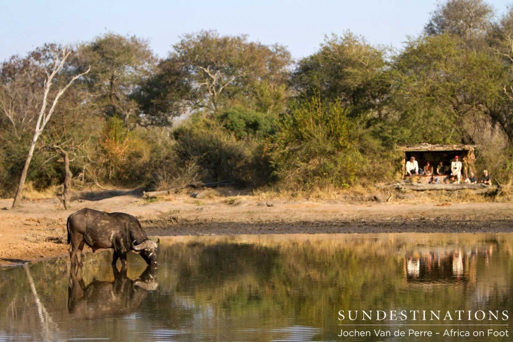 Buffalo reflection and the hide