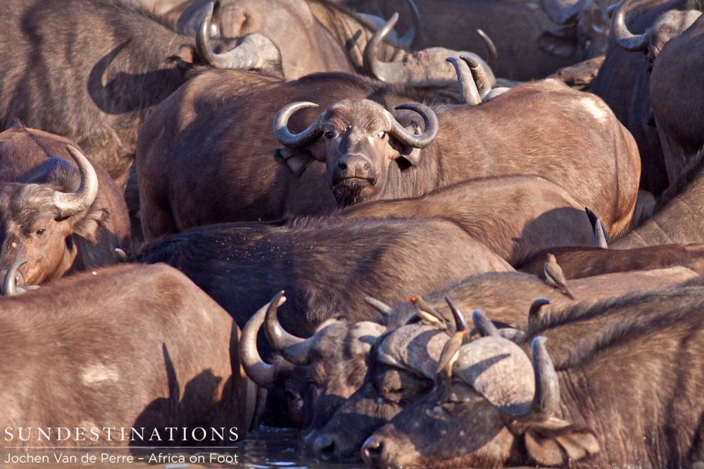 Buffaloes taking a drink half submerged