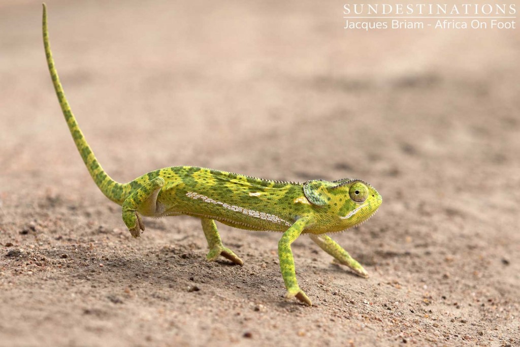 Flap-necked chameleon in Klaserie