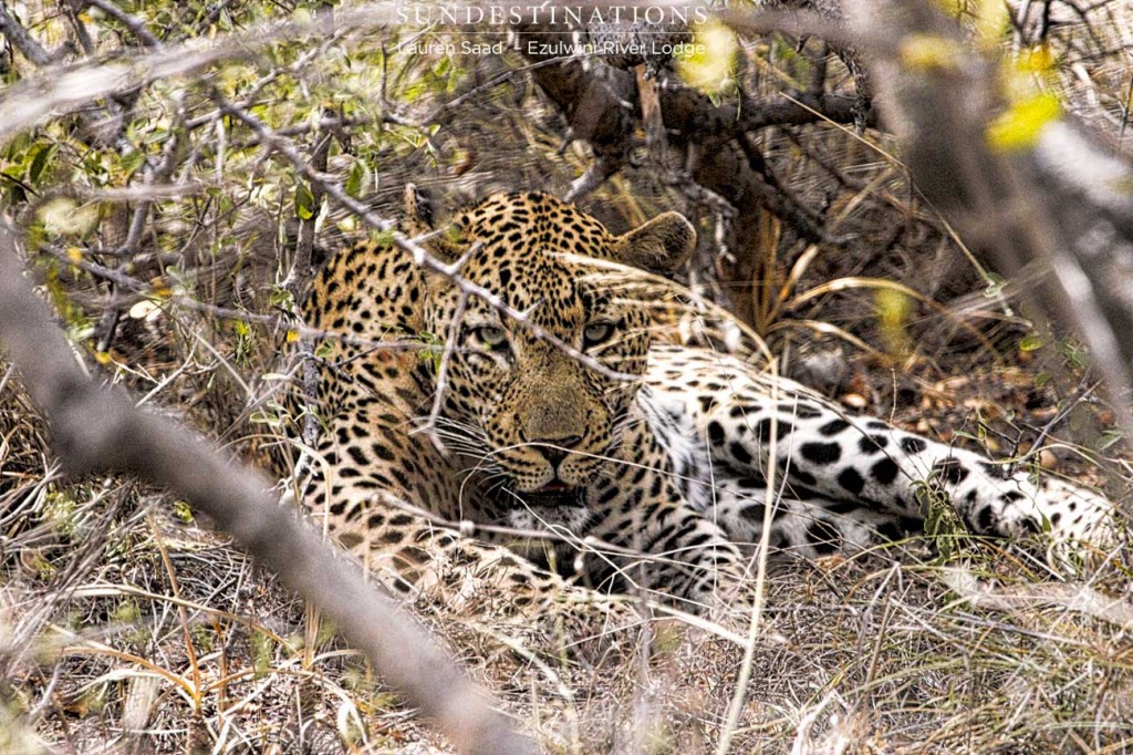 Chavaluthu the leopard